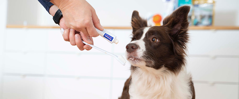 Pasta dental para perros Pasta dental para perros